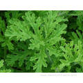 Factory supply Geranium Essential Oil New for Aromatherapy